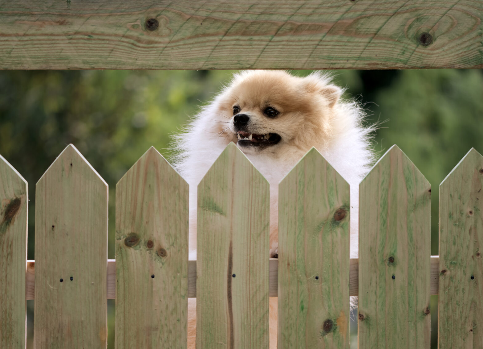 Photo of Central Texas wood fence with dog