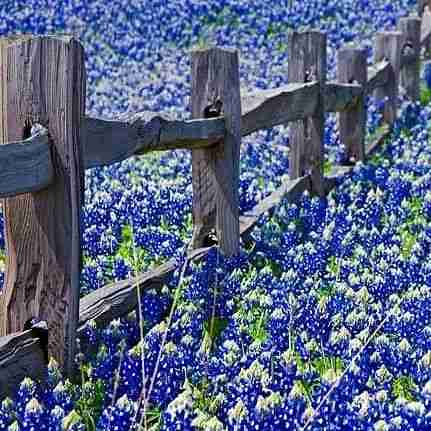 Washington Fence