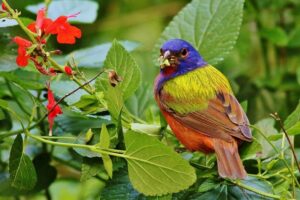 Photo of a colorful bird in a Bastrop County garden